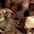Guacamaya de 2000 años descubierta en Chihuahua