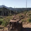 Tala ilegal en la Sierra Tarahumara: 122 zonas críticas en riesgo