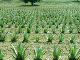 Plantación de Aloe Vera