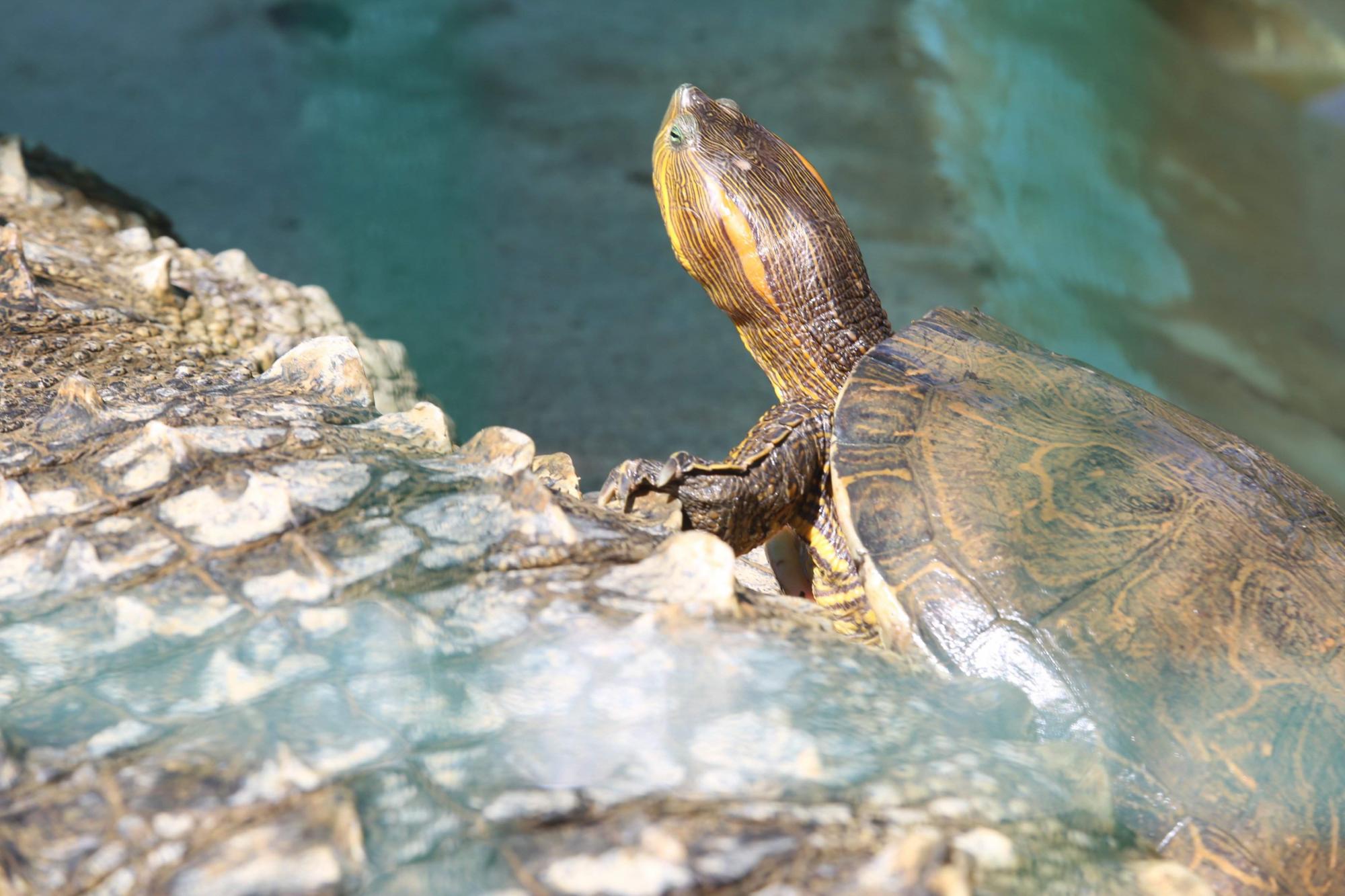El cierre del acuario significa la desaparición de programas de conservación como el de la tortuga marina, que en 32 años de funcionamiento logró rescatar más de 1.7 millones de huevos y liberar más de 1.3 millones de crías de tortuga, principalmente golfina. La protección de estas tortugas, que anidan en las playas de Mazatlán de junio a noviembre, es crucial para su supervivencia, ya que se encuentran en peligro de extinción.