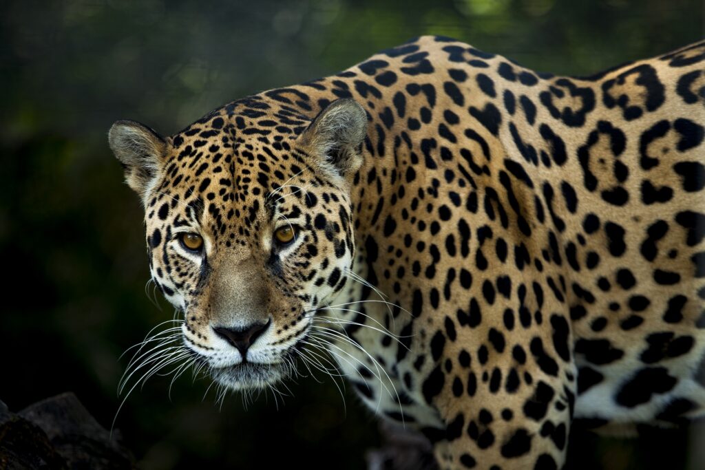 jaguares nota1