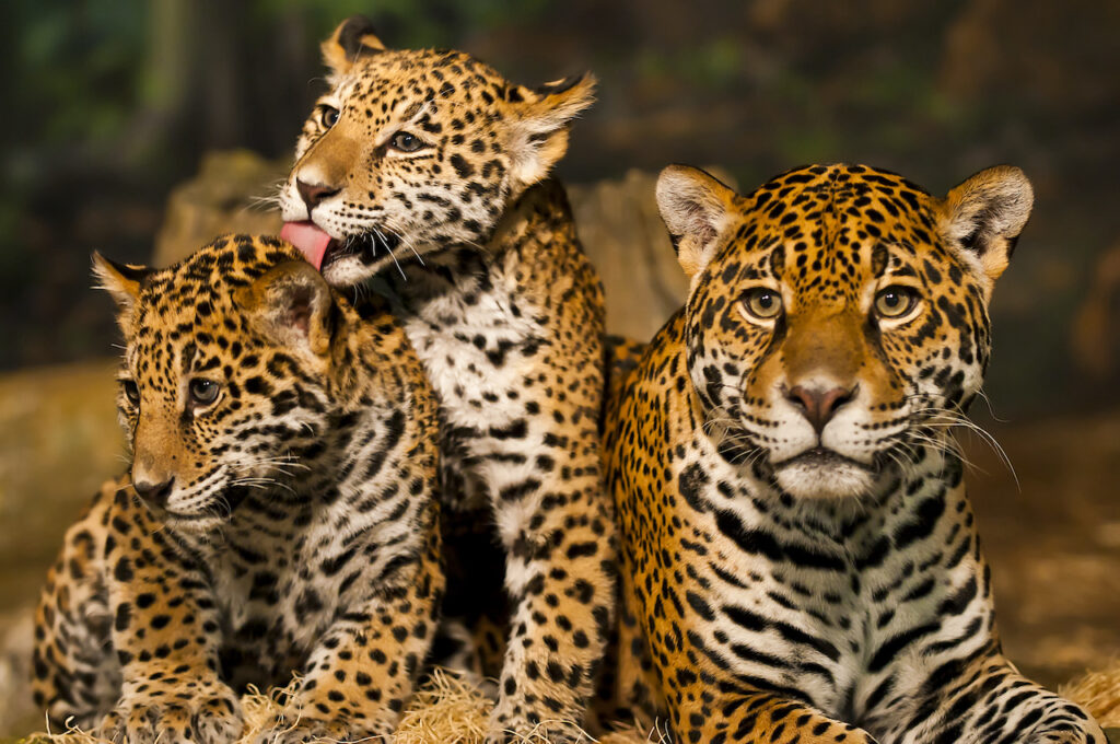 jaguares nota2