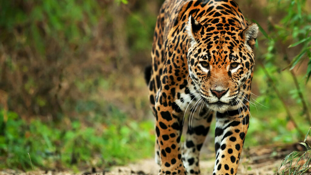 jaguares nota3