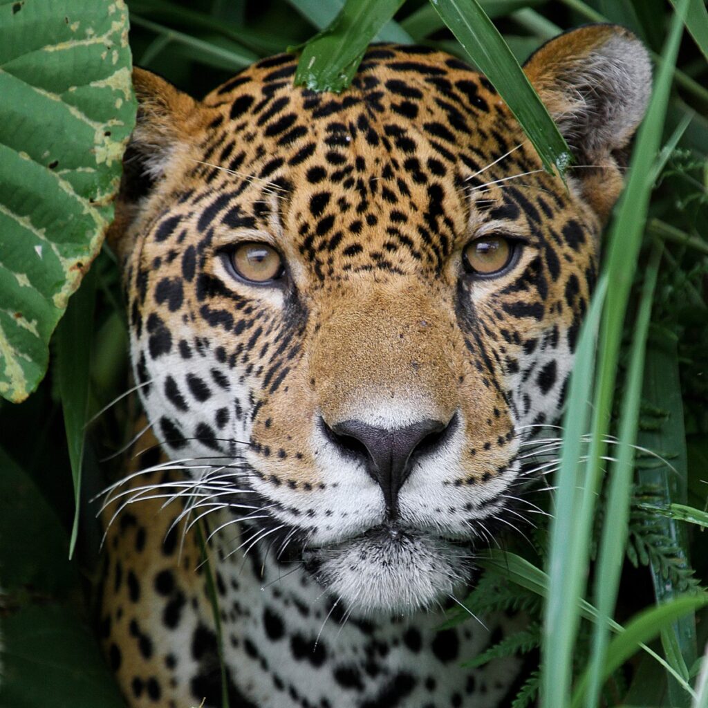 jaguares nota6
