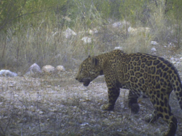 El jefe, jaguar que habita entre Sonora y Arizona.