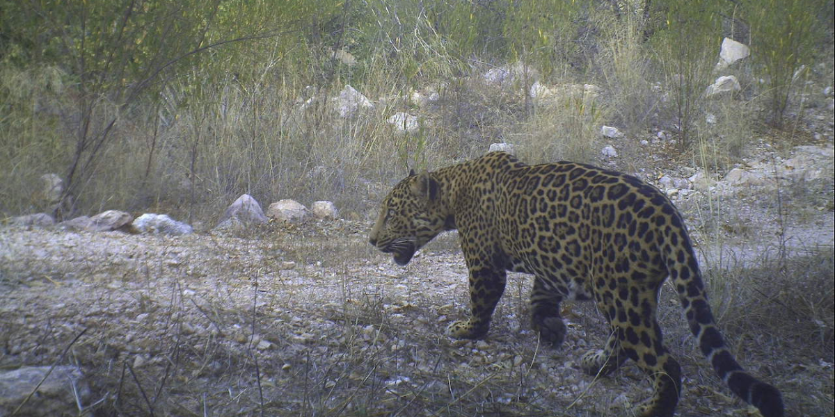 El jefe, jaguar que habita entre Sonora y Arizona.