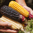 Sinaloa resguarda 14 razas de maíces nativos.