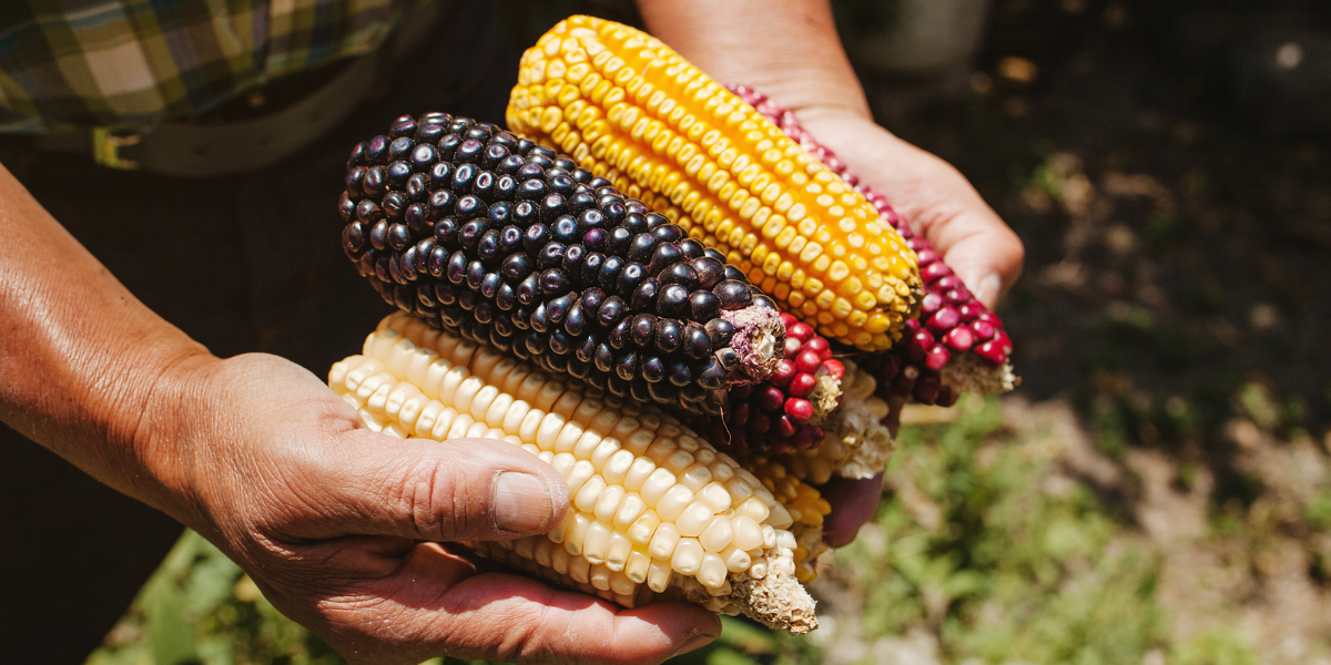 Sinaloa resguarda 14 razas de maíces nativos.