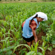 Aumenta número de trabajadoras agrícolas en Sinaloa.