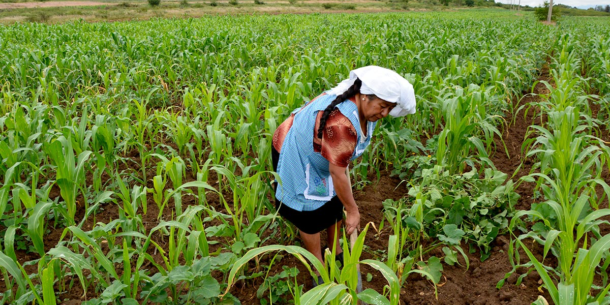Aumenta número de trabajadoras agrícolas en Sinaloa.