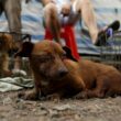 Penas por maltrato animal: Sonora y Durango entre los estados con las sentencias más altas