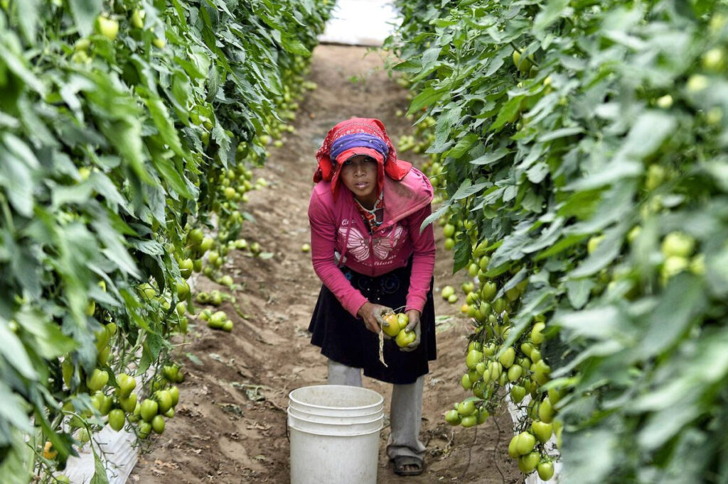 Trabajadoras agrícolas en Sinaloa representan gran participación en la industria.