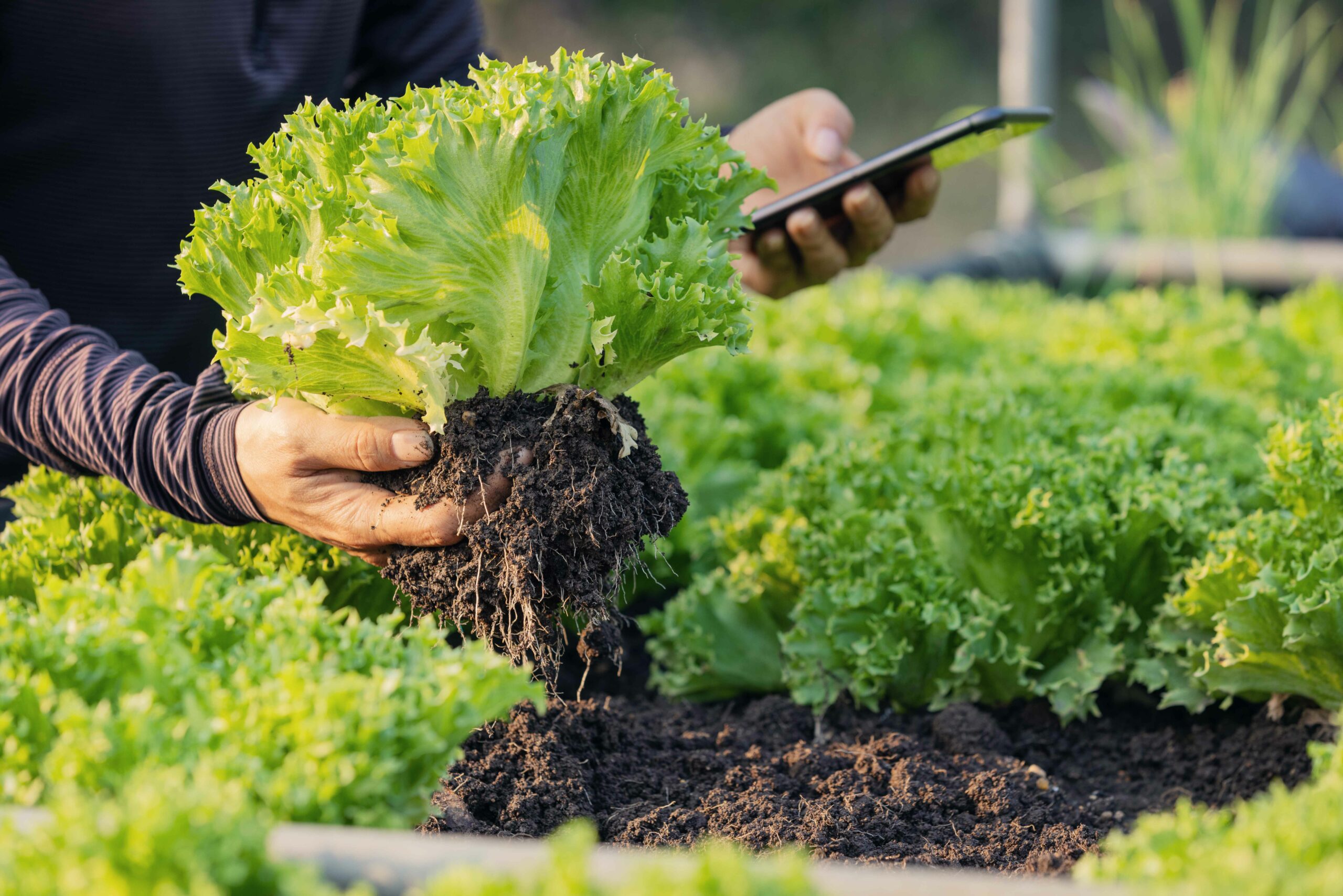 Producción de cultivos más saludables La IA permite a los agricultores producir cultivos más saludables a través de la implementación de tecnologías como el Índice de Vegetación de Diferencia Normalizada (NDVI). El NDVI cuantifica la vegetación midiendo la diferencia entre el infrarrojo cercano y el rojo, lo que permite medir el contenido de clorofila en la vegetación y así determinar su salud. Las áreas con altos niveles de clorofila indican vegetación sana, lo que permite a los agricultores ajustar sus prácticas para mejorar la productividad de los cultivos.
