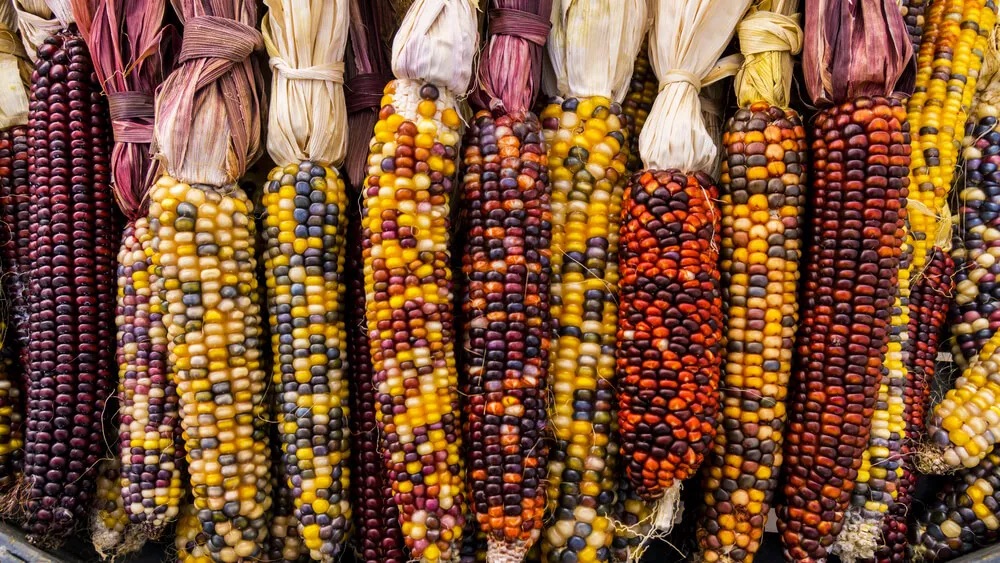 En Sinaloa resguardan 14 razas de maíces nativos.