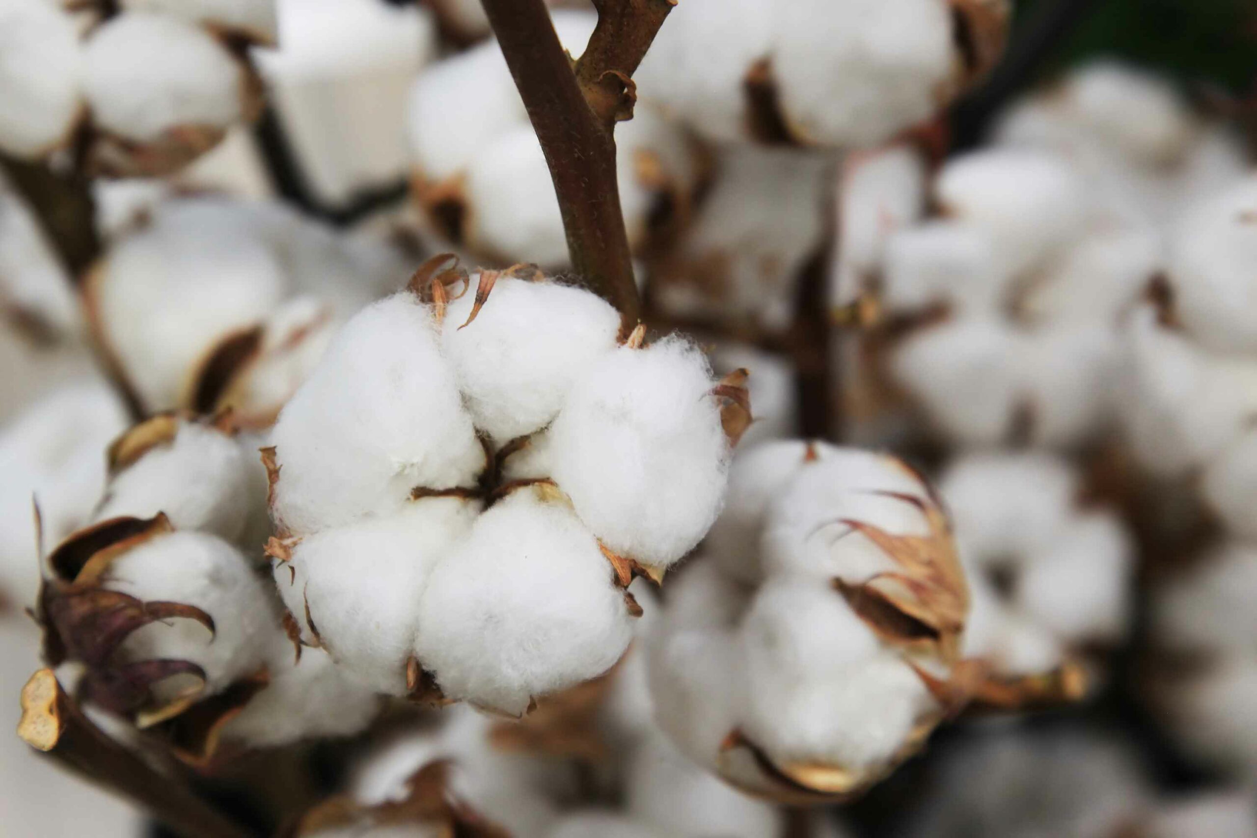Manzana, algodón y nuez: Chihuahua lidera producción