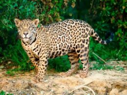 Jaguar en Sinaloa