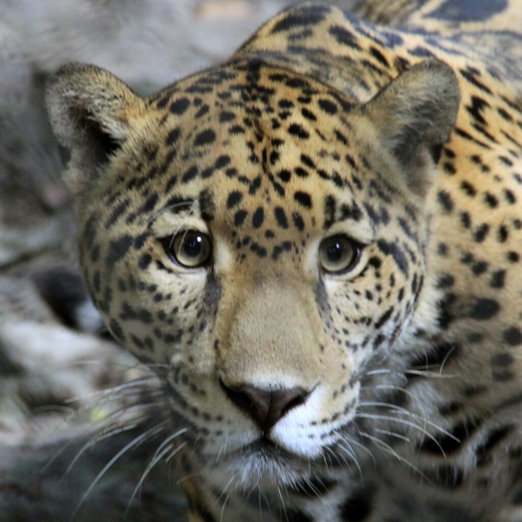 Jaguar Nota1