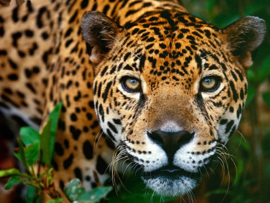 Jaguar Nota3