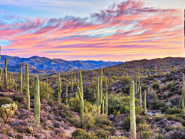 Desierto de Sonora alcanzó récord histórico de temperatura.