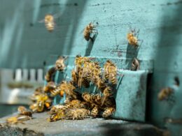 El calor amenaza la industria de la apicultura en Durango