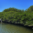 Pueblo Comcaac trabaja para reforestar manglar de la Isla Tiburón