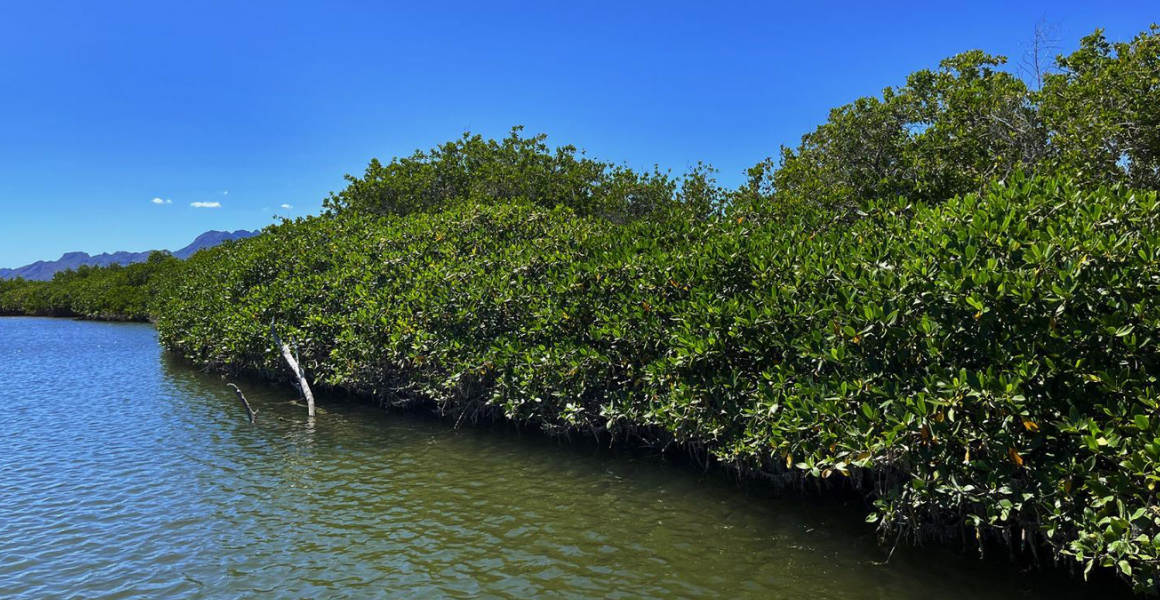 Pueblo Comcaac trabaja para reforestar manglar de la Isla Tiburón