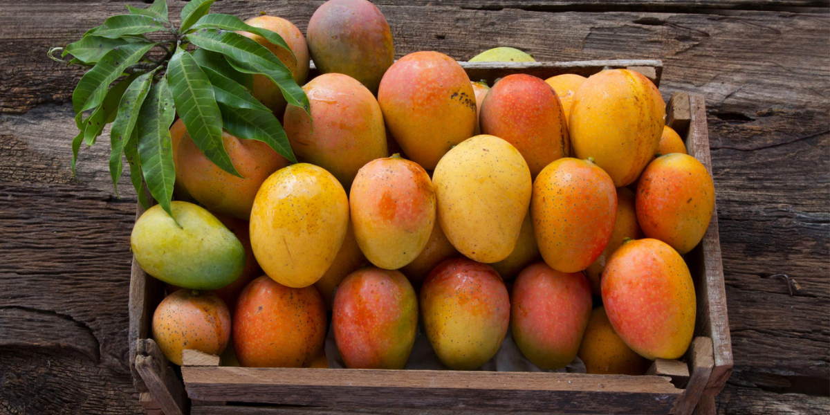 170 toneladas de mango de Baja California Sur han sido exportados a Japón y Estados Unidos.