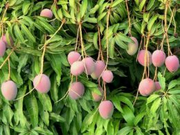 Mango sinaloense: una fuente de empleos en el estado