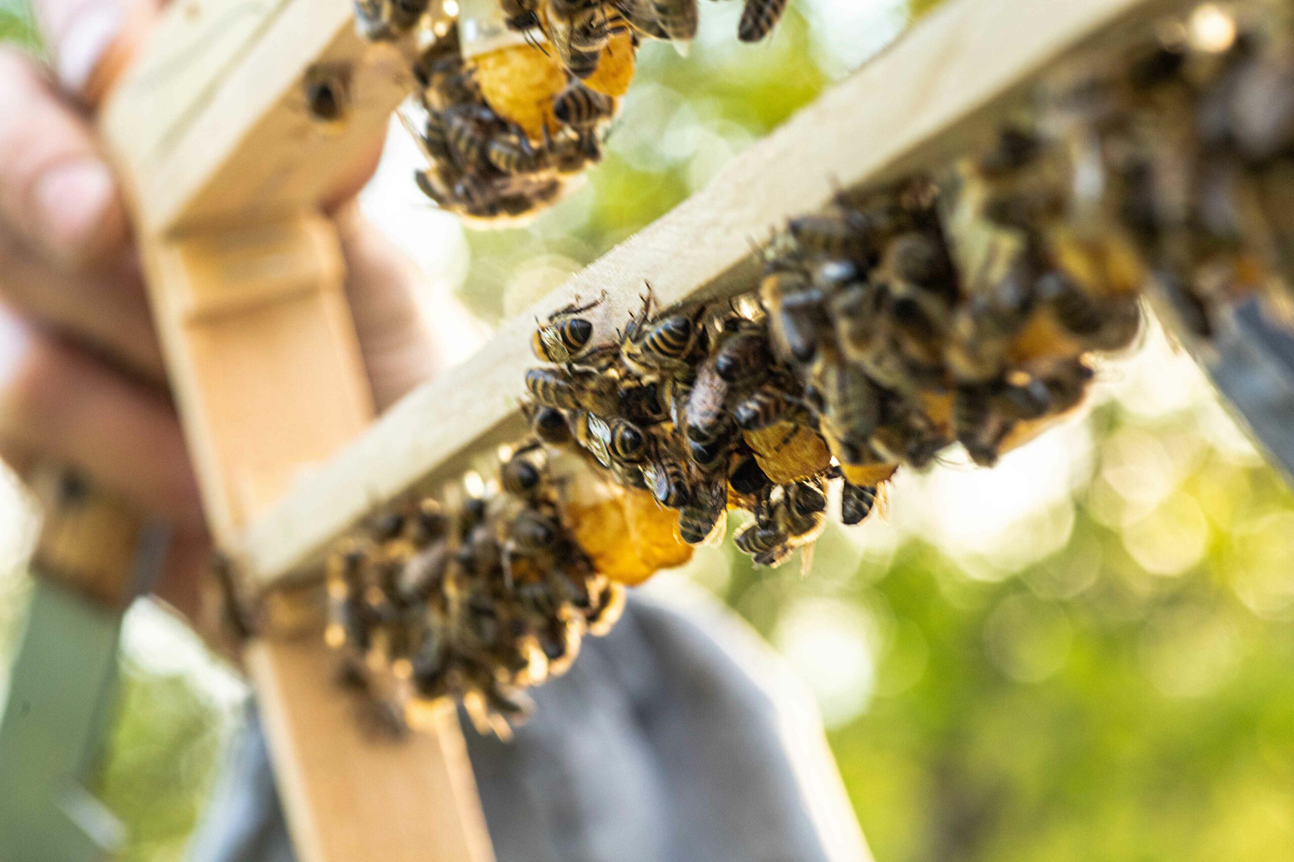 Imagen ilustrativa de apiario y producción de miel de abeja.