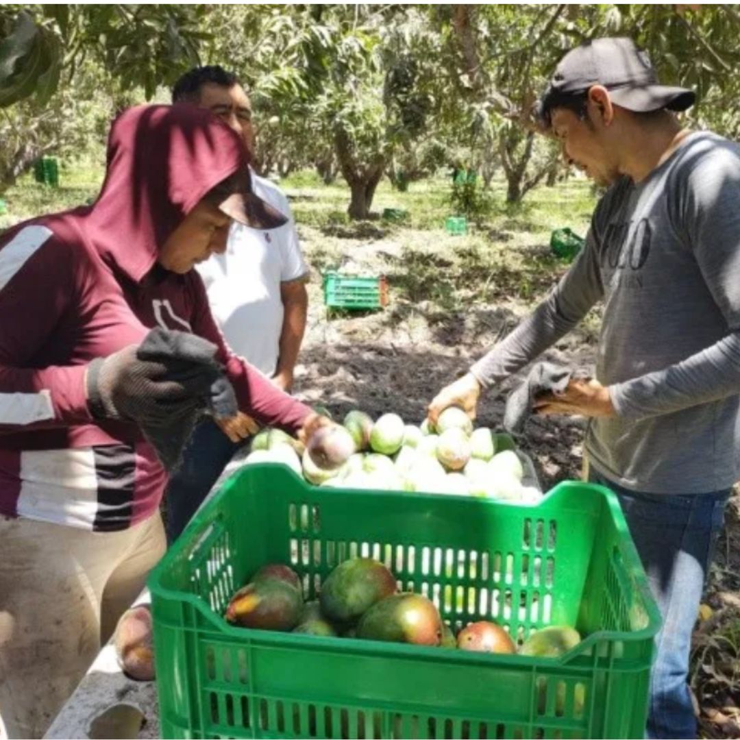 Agricultores de mango en Sinaloa. Delsi Escobar Espinoza y Edin López Hilerio.