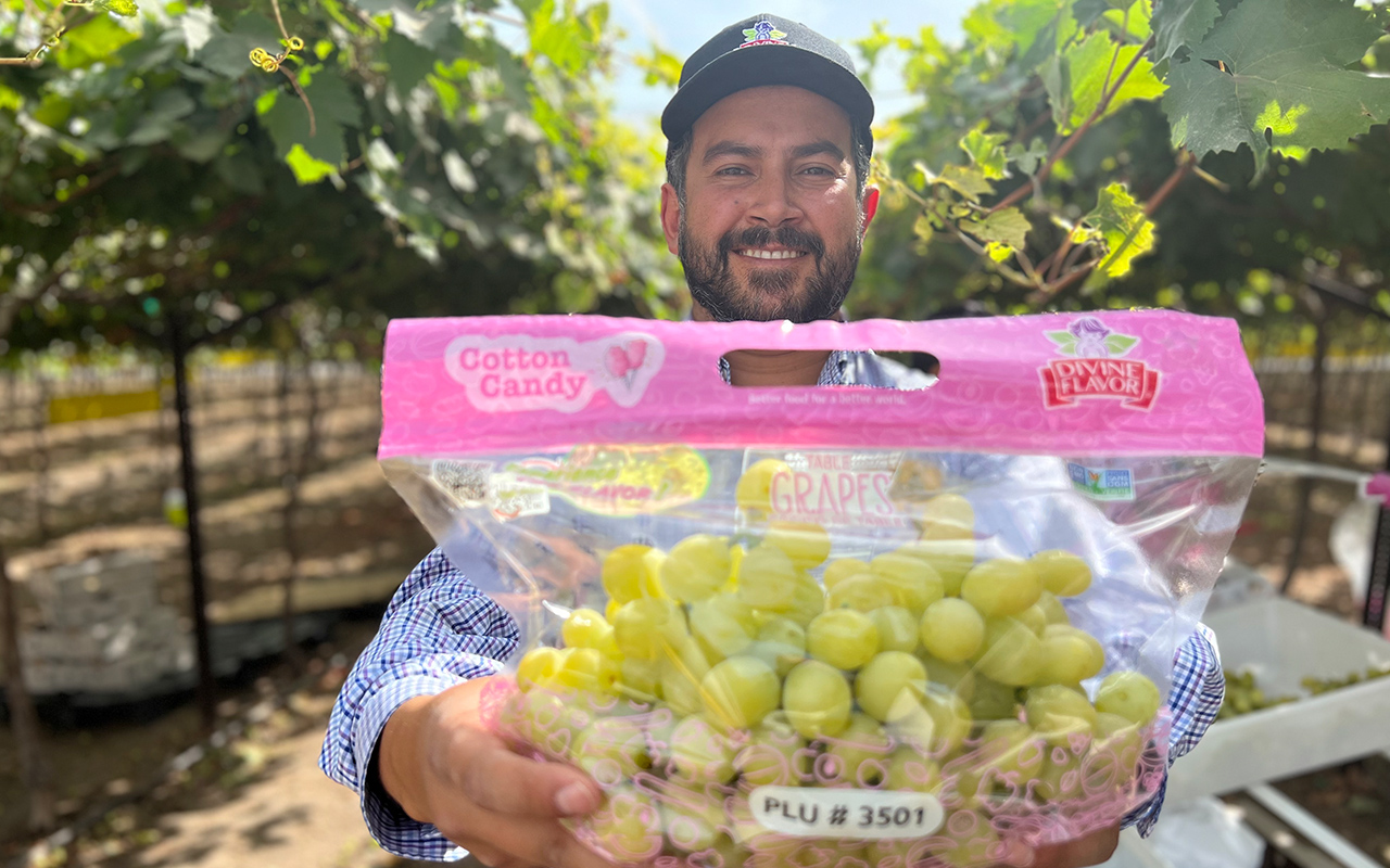 Empresario sonorense sostiene bolsa de uva de mesa variedad Cotton Candy.