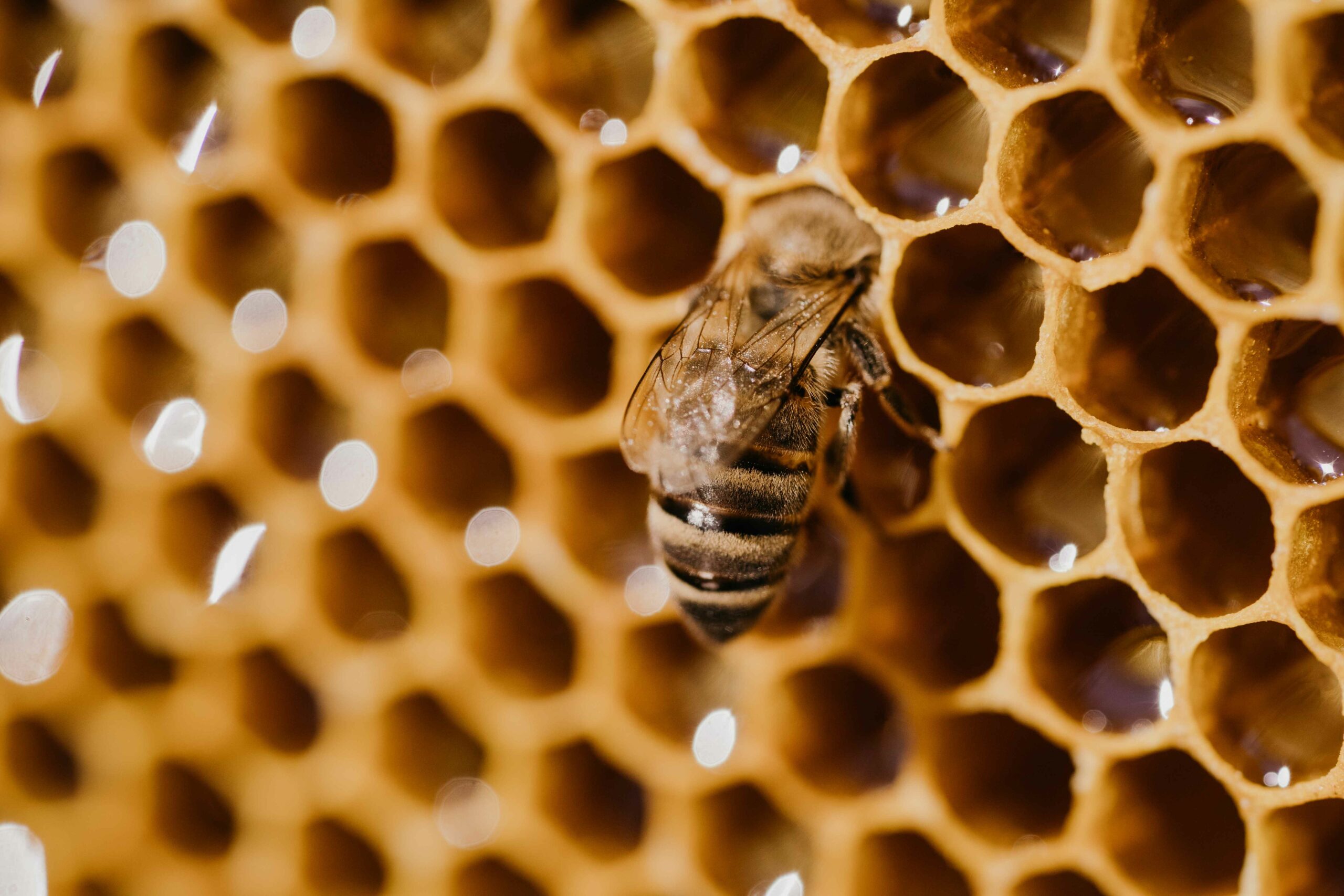Imagen ilustrativa de abeja sobre panal.