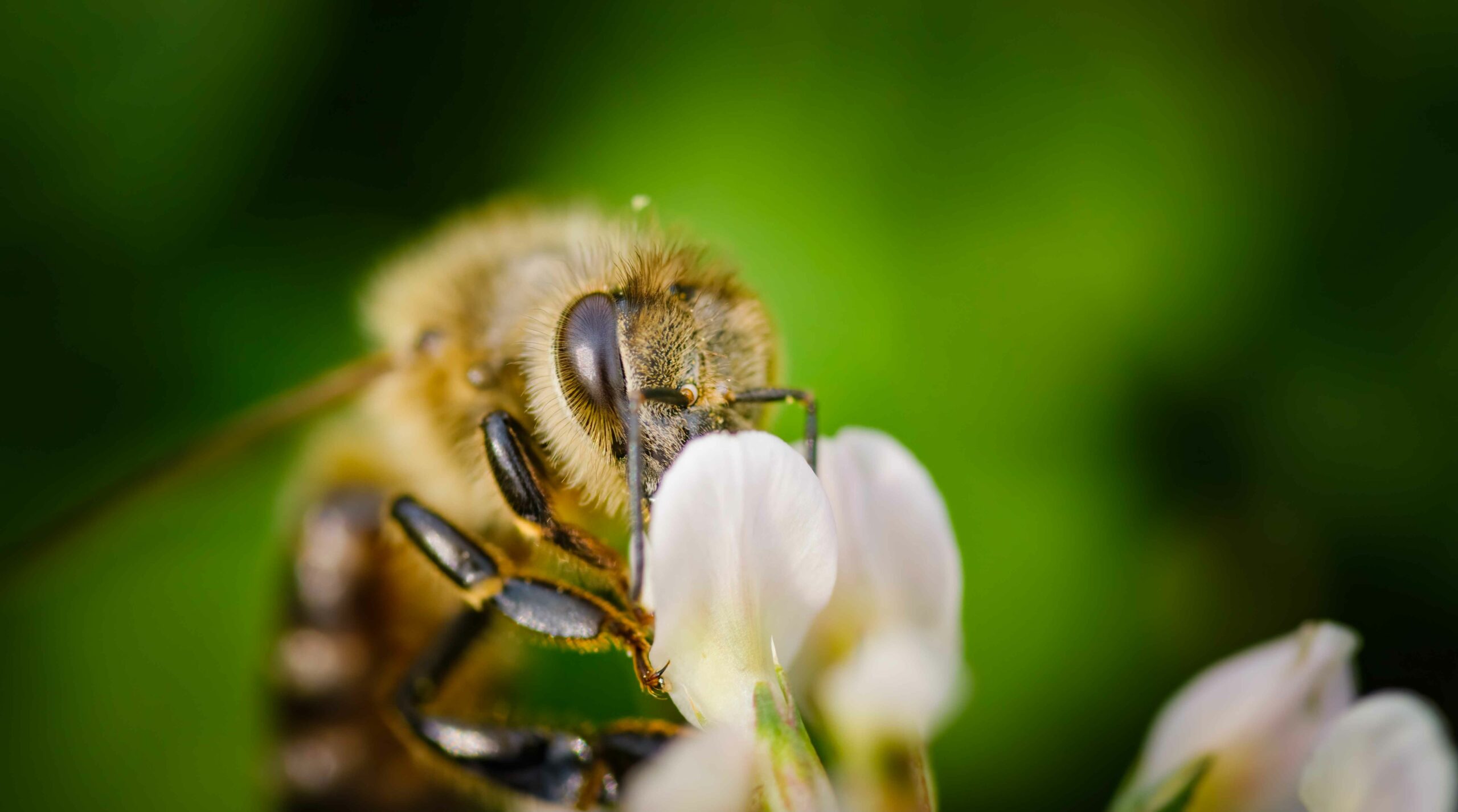 Imagen ilustrativa abeja recolectando néctar en una flor.