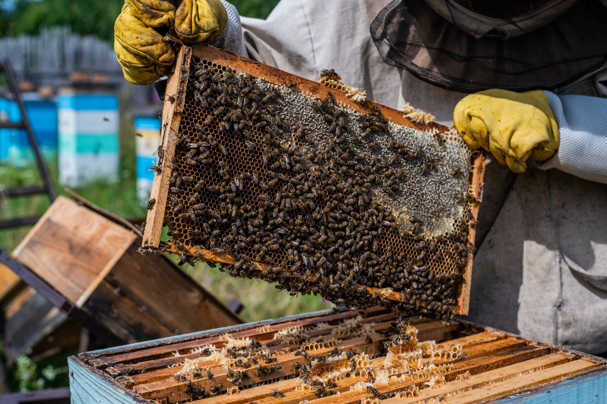 Imagen ilustrativa de apiario y producción de miel de abeja.