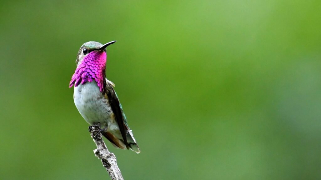 Un santuario para aves en Sinaloa: La Reserva de la Chara Pinta
