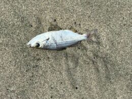 peces muertos