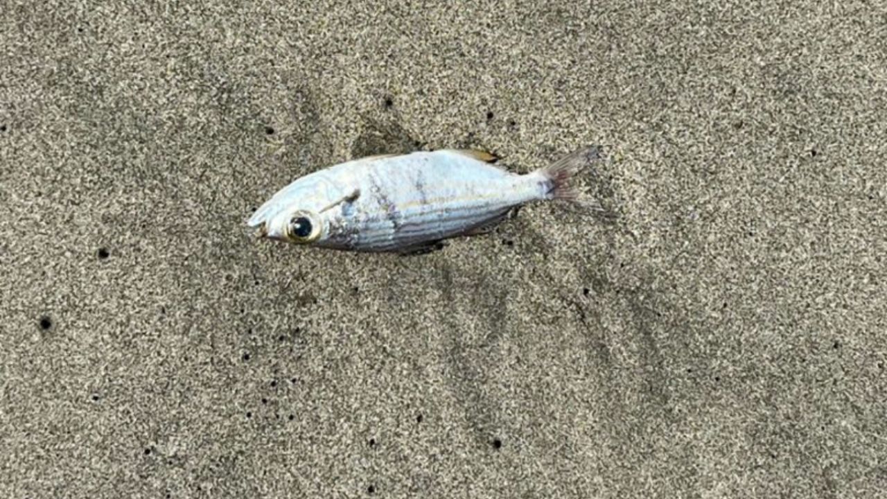 peces muertos