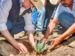 Reforestación de agave en Durango tiene como fin fortalecer producción de mezcal