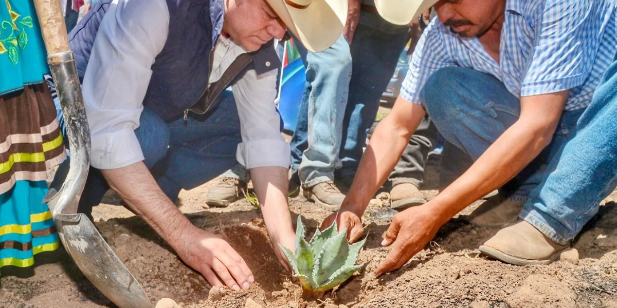 Reforestación de agave en Durango tiene como fin fortalecer producción de mezcal