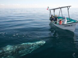 loreto ballenas avistamientos baja california sur 2 1