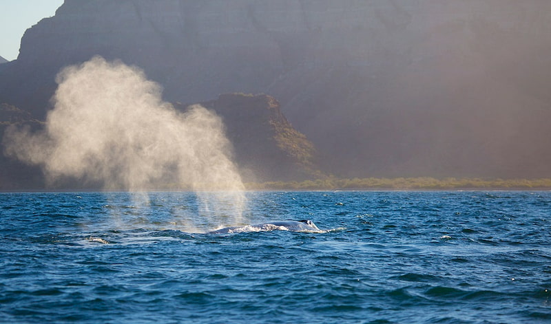 Loreto Whale Sighting Baja California Sur 3