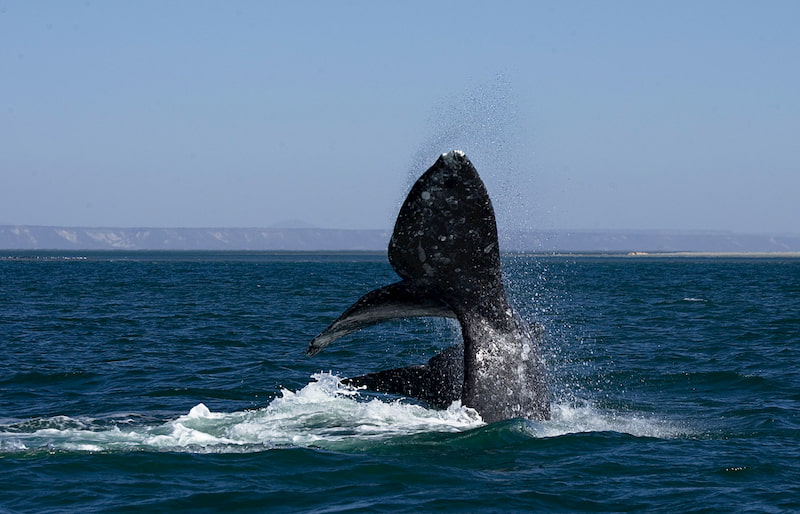 Loreto Whale Sighting Baja California Sur 4