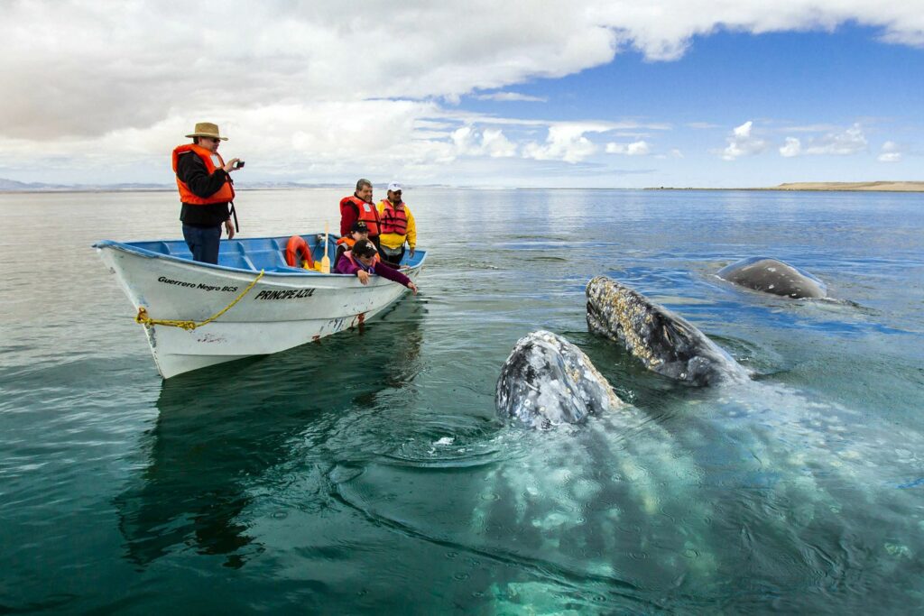 Loreto Whale Sighting Baja California Sur 6