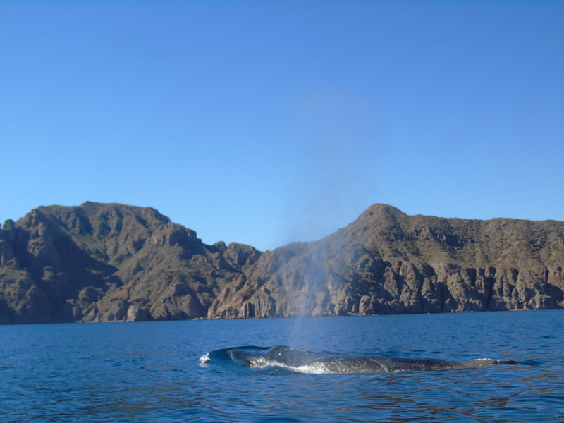 Loreto Whale Sightings Baja California Sur