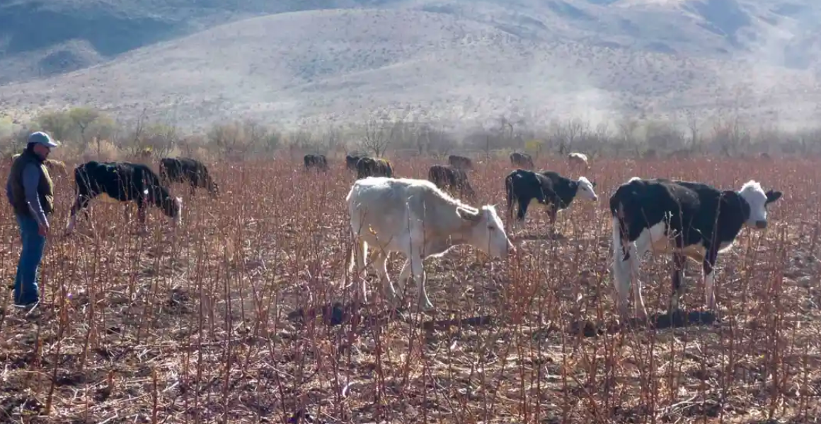 Sequía en Chihuahua provoca aumento del precio de la carne