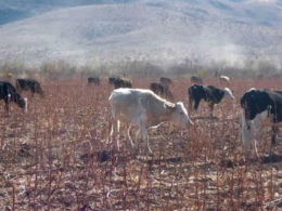Sequía en Chihuahua provoca aumento del precio de la carne