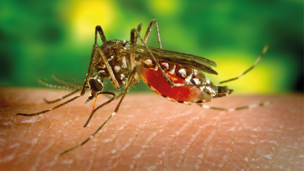 dengue serotipo 3 casos municipios sinaloa 4