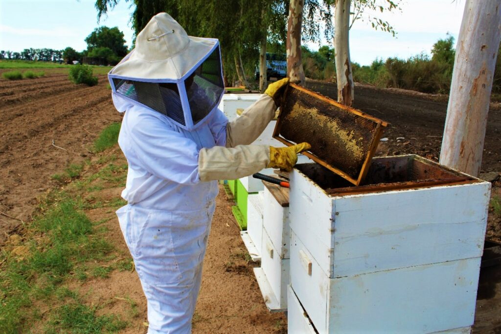 apicultores obtienen 206 toneladas de miel baja california