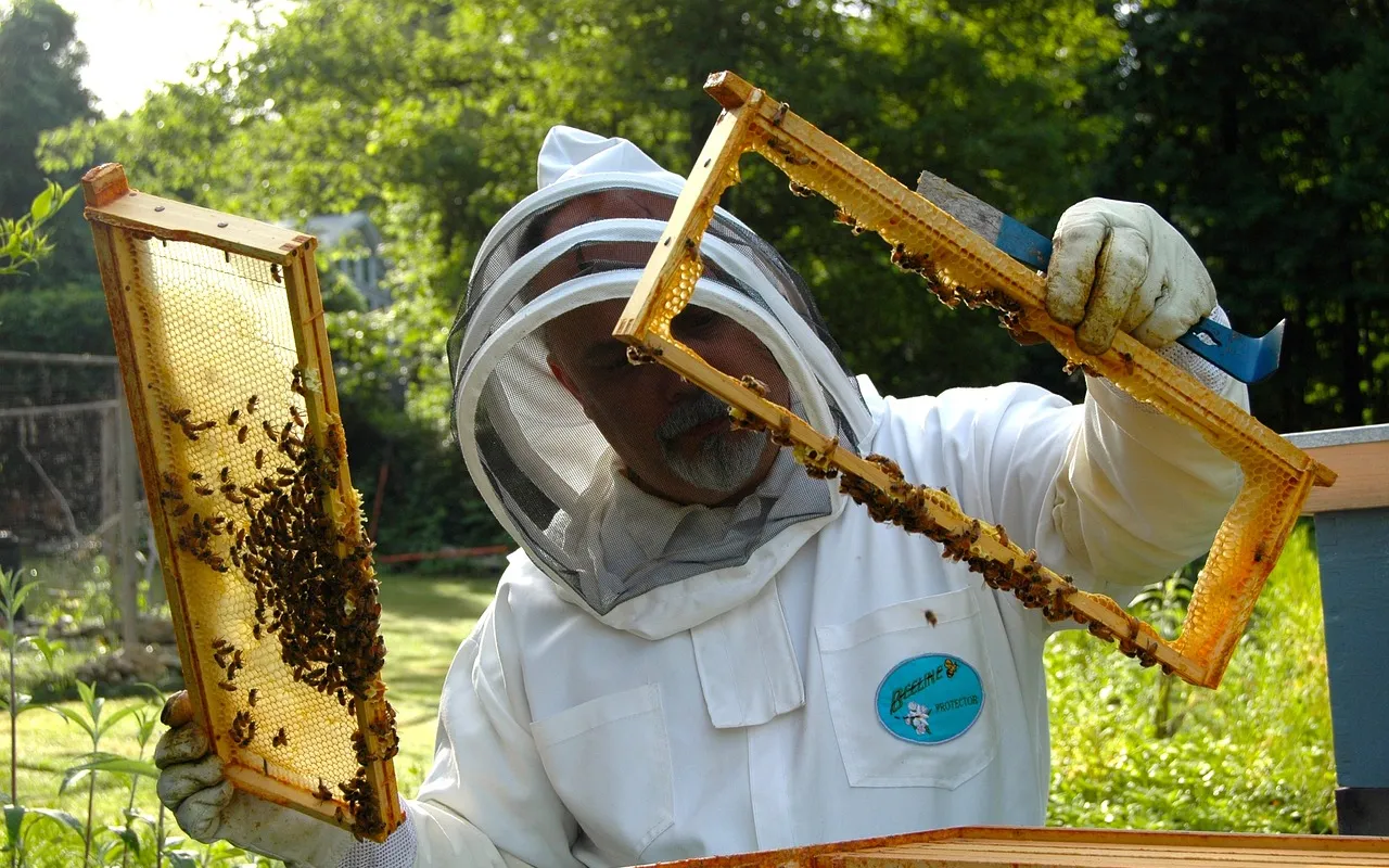 apicultores obtienen 206 toneladas de miel baja california 2
