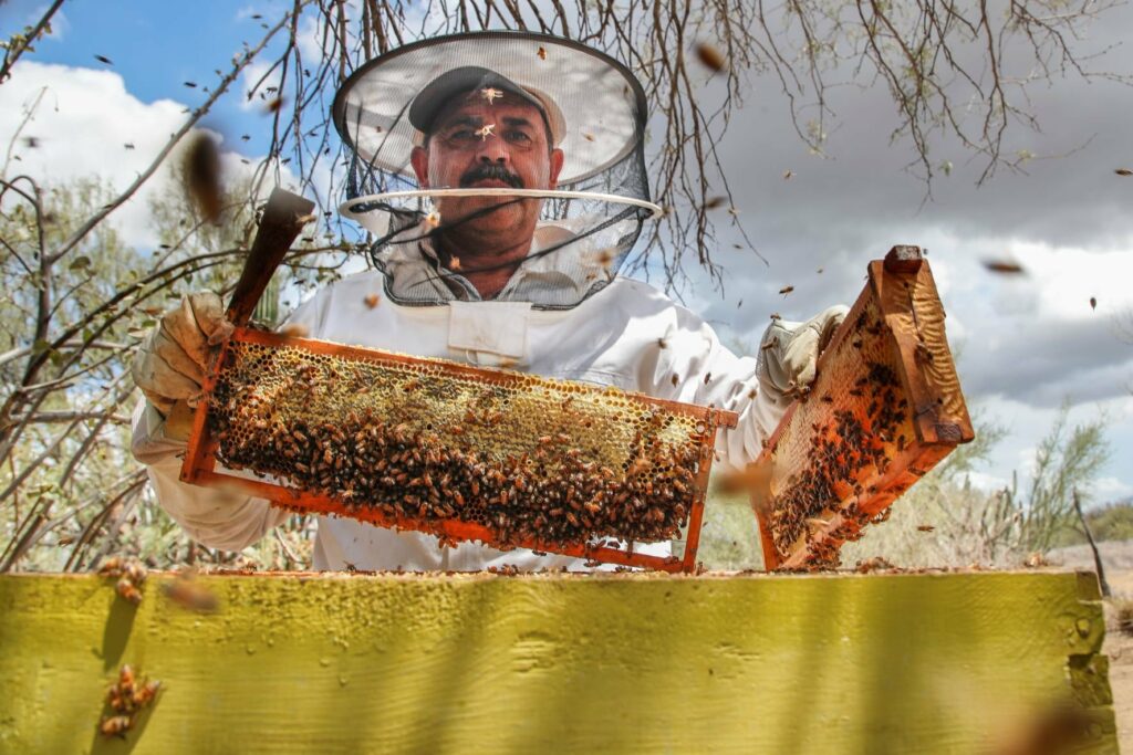 apicultores obtienen 206 toneladas de miel baja california 3